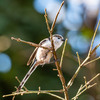 公園の野鳥達