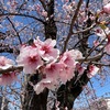 久寿川｜大東公園に咲く「今津紅寒桜」を再び見に行きました🌸