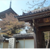 お花見サイクリング 井草八幡神社から桜三昧【 道場寺 】🌸