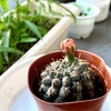 ひかだまの花がひらきそう。小松菜栽培も順調。