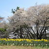 千葉公園のサクラ♪（１回目千葉市中央区弁天町）