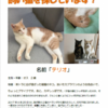 迷子猫チラシ完成