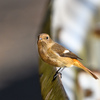 大好きな小鳥たちが登場してくれました....＂カヤクグリ＂＂ルリビタキ＂＂クロジ＂など　【動画あり】　　　野鳥撮影《第533回》