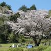 三ッ池公園【横浜鶴見】水辺でさくらのお花見