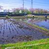 田植えの準備