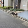 まろにー2575日目