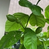 物への執着より、断捨離を 　レモンの実　二番花のバラ　ベゴニア　