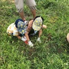 梅雨が来る前に芋を掘る