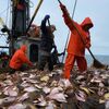択捉島のカレイ漁　1回の出漁で17.8トン漁獲