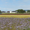 能美市石子町の休耕田で期間限定の三色の花絨毯を撮った