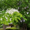 雨にも負けず