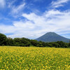 キカラシ畑と羊蹄山