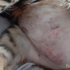 【猫のアトピー性皮膚炎】季節の変わり目終わったらお腹の様子も良くなってきた！【ベンガル】