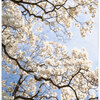 Joy Spring 2026