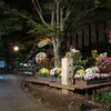 菊まつり