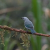 Blue-gray Tanager ソライロフウキンチョウ