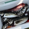 食事は朝夕二回　昼間は昼寝　アジ