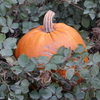 Pumpkin Patch @ Webb Ranch 2015