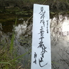 アメンボ見つける