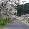 すたろー君で奈良県宇陀市の又兵衛桜と千年桜