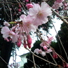 枝垂れの桜も3分咲きプチ花見　より。