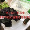 ウィローモスを流木に活着させる方法！複雑な形の流木でも出来ます！