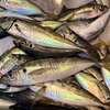 初夏のライトビシアジ船、良い型揃いで満足な釣果に