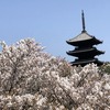 桜花爛漫！仁和寺～満開の御室桜と優美な御所庭園･宸殿北庭