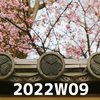 桜の花が咲くのだよ（2022W09）