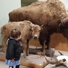 【子供と楽しく学ぶ】Montana Natural History Centerでモンタナを知る