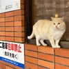 シーサイドドライブインのねこ　2月の沖縄旅行その20