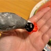 スイカを食べるちっち