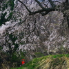 季節は過ぎて、好きな桜・・・上発知の枝垂れ桜（地蔵桜）