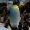 皇帝ペンギンの生態解説