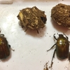 カナブンは益虫 害虫と間違って駆除されてるぞ カナブン学園
