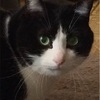 猫がトイレ以外でオシッコする理由！原因がわかりました！