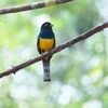 ガーターキヌバネドリ Gartered Trogon