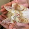 私の椅子を宙に明け渡しました！