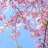 河津桜が咲く頃