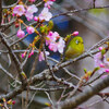 まぼろし博覧会での河津桜　メジロ