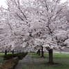 国指定史跡・武蔵国分寺跡の桜　及び、武蔵国分寺跡資料館　東京都国分寺市