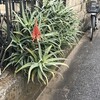 Aloe