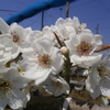 ４月１１日　３年生梨畑見学