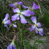 3月14日誕生日の花と花言葉・歌句