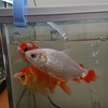 水面の油膜の原因はもしかして