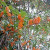 甘い香りに包まれて
