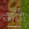 1110食目「なんで葉っぱの色が変わって紅葉するの？」赤色や黄色は栄養素の色です。