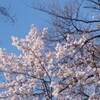 三春滝桜 見頃 満開 2020年はいつだった？