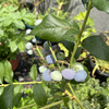 【家庭菜園】2025/06/22