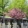 横網町公園　八重桜